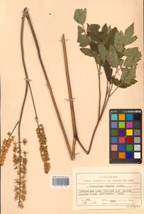 Actaea simplex (DC.) Wormsk. ex Fisch. & C. A. Mey., Siberia, Russian Far East (S6) (Russia)