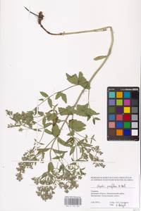 MHA 0 155 605, Nepeta ucranica subsp. parviflora (M.Bieb.) M.Masclans de Bolos, Eastern Europe, South Ukrainian region (E12) (Ukraine)