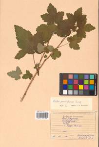 Ribes nigrum L., Siberia, Russian Far East (S6) (Russia)