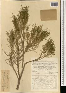 Kalidium cuspidatum (Ung.-Sternb.) Grubov, Mongolia (MONG) (Mongolia)