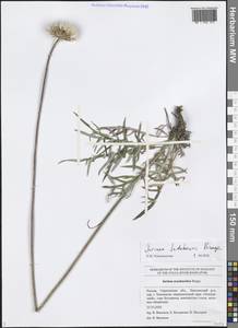 Jurinea ledebourii Bunge, Eastern Europe, Lower Volga region (E9) (Russia)