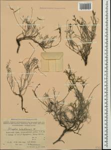 Astragalus subuliformis DC., Crimea (KRYM) (Russia)