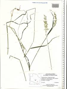 Arrhenatherum elatius (L.) P.Beauv. ex J.Presl & C.Presl., Eastern Europe, North-Western region (E2) (Russia)