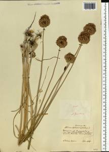 Allium sphaerocephalon L., Eastern Europe, South Ukrainian region (E12) (Ukraine)