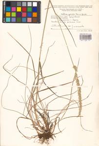 Koeleria pyramidata subsp. pyramidata, Eastern Europe, Moscow region (E4a) (Russia)