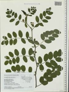 Astragalus glycyphyllos L., Eastern Europe, Central region (E4) (Russia)
