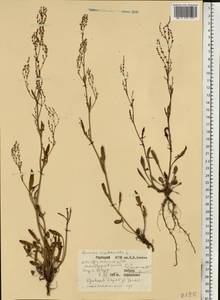 Rumex acetosella L., Eastern Europe, Central forest region (E5) (Russia)