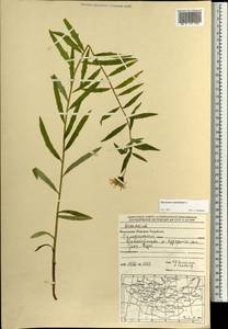 Hieracium umbellatum L., Mongolia (MONG) (Mongolia)