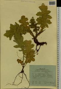 Cirsium kamtschaticum Ledeb. ex DC., Siberia, Russian Far East (S6) (Russia)