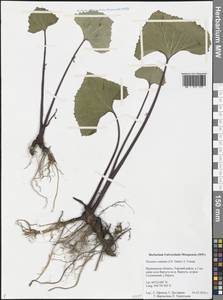 Petasites radiatus (J. F. Gmel.) J. Toman, Eastern Europe, Northern region (E1) (Russia)