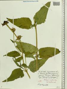 Heliopsis helianthoides var. scabra (Dunal) Fernald, Eastern Europe, Lower Volga region (E9) (Russia)