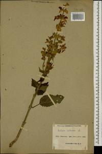 Salvia sclarea L., Caucasus, Azerbaijan (K6) (Azerbaijan)