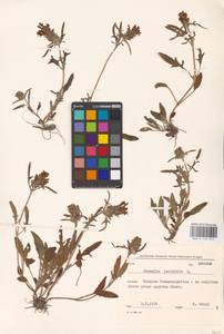 MHA 0 154 014, Prunella laciniata (L.) L., Eastern Europe, West Ukrainian region (E13) (Ukraine)