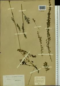 Artemisia latifolia Ledeb., Siberia, Western Siberia (S1) (Russia)