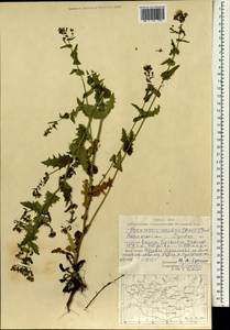Crepidiastrum sonchifolium subsp. sonchifolium, Mongolia (MONG) (Mongolia)
