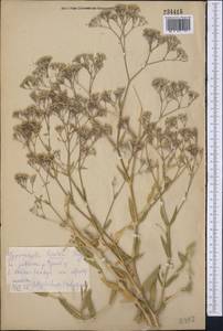 Gypsophila bicolor (Freyn & Sint.) Grossh., Middle Asia, Kopet Dag, Badkhyz, Small & Great Balkhan (M1) (Turkmenistan)
