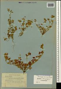 Medicago minima (L.) Bartal., Caucasus, Dagestan (K2) (Russia)