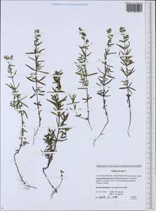 Galium boreale L., Siberia, Russian Far East (S6) (Russia)