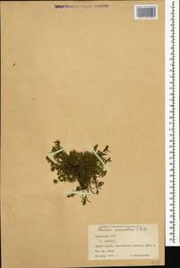 Thesium procumbens C. A. Mey., Caucasus, Armenia (K5) (Armenia)