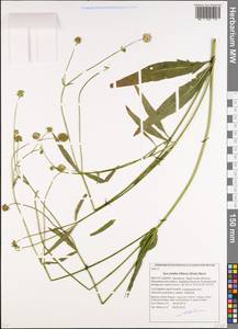 Succisella inflexa (Kluk) Beck, Eastern Europe, Belarus (E3a) (Belarus)