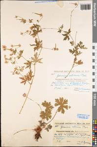Geranium collinum Stephan ex Willd., Eastern Europe, North Ukrainian region (E11) (Ukraine)