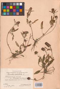 MHA 0 154 015, Prunella laciniata (L.) L., Eastern Europe, West Ukrainian region (E13) (Ukraine)