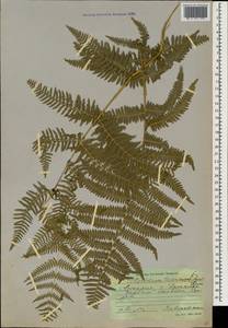 Pteridium aquilinum subsp. aquilinum, Caucasus, Georgia (K4) (Georgia)