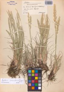 Koeleria glauca (Spreng.) DC., Eastern Europe (no precise locality) (E0)