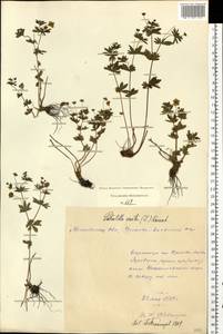 Potentilla erecta (L.) Raeusch., Eastern Europe, Moscow region (E4a) (Russia)