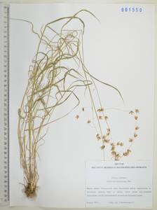 Melica turczaninowiana Ohwi, Siberia, Russian Far East (S6) (Russia)