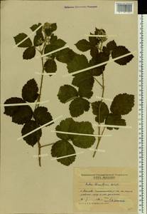 Rubus canescens DC., Eastern Europe, Moldova (E13a) (Moldova)