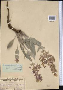 Salvia seravschanica Regel & Schmalh., Middle Asia, Pamir & Pamiro-Alai (M2)