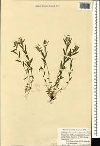 Polygala caucasica Rupr., Caucasus, Abkhazia (K4a) (Abkhazia)