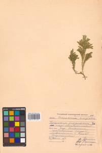 Dendrolycopodium obscurum (L.) A. Haines, Siberia, Russian Far East (S6) (Russia)