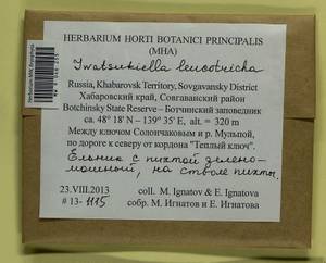 Iwatsukiella leucotricha (Mitt.) W.R. Buck & H.A. Crum, Bryophytes, Bryophytes - Russian Far East (excl. Chukotka & Kamchatka) (B20) (Russia)