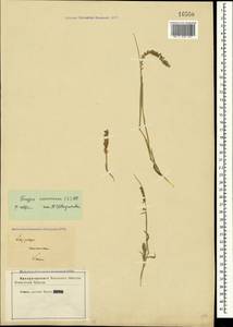 Tragus racemosus (L.) All., Crimea (KRYM) (Russia)