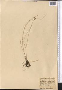 Carex praecox Schreb., Middle Asia, Northern & Central Kazakhstan (M10) (Kazakhstan)