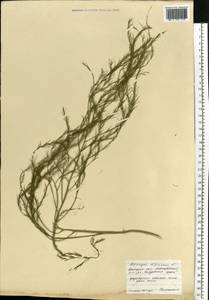 Asparagus officinalis L., Eastern Europe, South Ukrainian region (E12) (Ukraine)