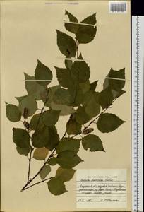 Betula davurica Pall., Siberia, Russian Far East (S6) (Russia)