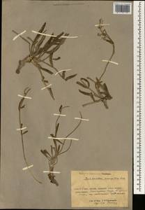 Scorzonera mongolica Maxim., South Asia, South Asia (Asia outside ex-Soviet states and Mongolia) (ASIA) (China)