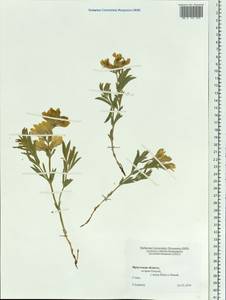 Thermopsis lanceolata R.Br., Siberia, Baikal & Transbaikal region (S4) (Russia)