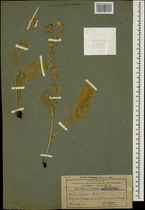 Crepis pannonica (Jacq.) K. Koch, Caucasus, Armenia (K5) (Armenia)