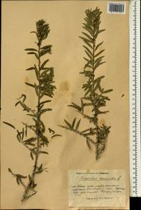 Hippophae rhamnoides L., South Asia, South Asia (Asia outside ex-Soviet states and Mongolia) (ASIA) (China)