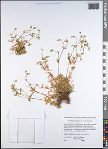 Cerastium furcatum Cham. & Schltdl., Siberia, Yakutia (S5) (Russia)