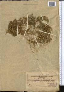 Cuscuta epithymum (L.) L., Middle Asia, Western Tian Shan & Karatau (M3) (Kazakhstan)