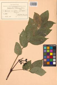 Phellodendron amurense var. sachalinense F.Schmidt, Siberia, Russian Far East (S6) (Russia)
