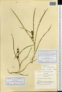 Sparganium glomeratum (Laest. ex Beurl.) Beurl., Siberia, Altai & Sayany Mountains (S2) (Russia)