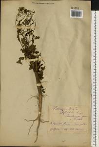 Pastinaca sativa L., Eastern Europe, Eastern region (E10) (Russia)