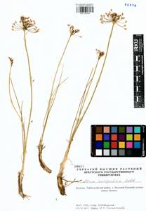 Allium anisopodium Ledeb., Siberia, Baikal & Transbaikal region (S4) (Russia)