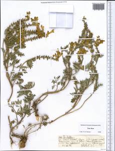 Scutellaria, Middle Asia, Northern & Central Tian Shan (M4) (Kyrgyzstan)